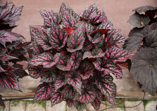B. ‘Regal Minuet’